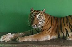 Harimau di Medan Zoo Kembali Mati, Bobby: karena Lanjut Usia