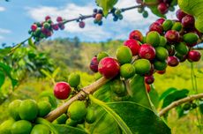 5 Jenis Pemangkasan Tanaman Kopi agar Produktivitasnya Maksimal