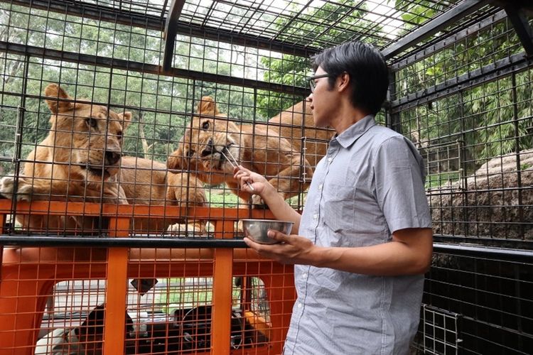 Seorang petugas melakukan feeding Lion di Taman Safari Bogor.