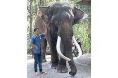 Seekor Gajah Terkenal di Thailand Serang Pemiliknya hingga Tewas