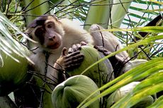 Kisah Monyet Pemetik Kelapa di Padang Pariaman