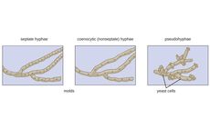 Hifa Jamur Multiseluler: Pengertian dan Jenisnya