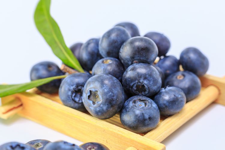 ilustrasi blueberry atau bluberi, buah tinggi serat yang cocok untuk menurunkan trigliserida tinggi