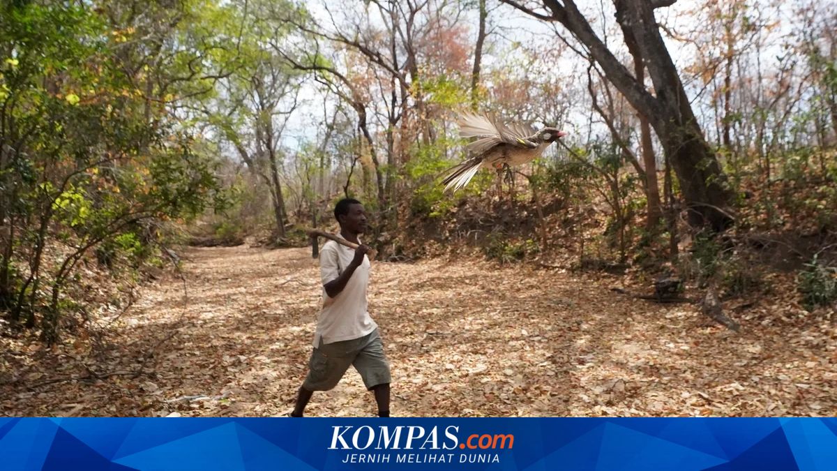 Menakjubkan! Kerja Sama Antara Pemburu Madu dan Burung Pemandu di Afrika