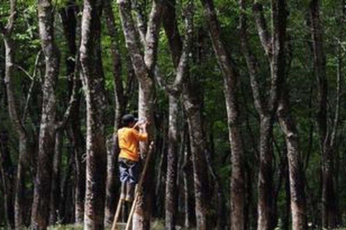 Pekerja memasang infus pada batang pohon karet untuk merangsang produksi getah di Kecamatan Singorojo, Kabupaten Kendal, Jawa Tengah, Jumat (9/9/2011). Produksi karet Indonesia saat ini paling rendah daripada produsen karet negara lain.