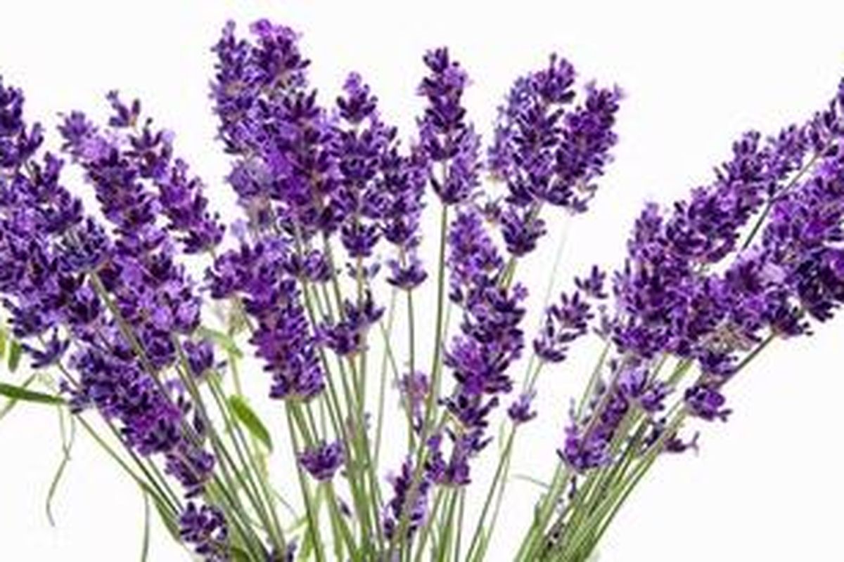 Ditanam di media pot, lavender bukan hanya akan menambah teduhnya teras rumah Anda, tetapi juga cukup membantu mengusir serangga seperti nyamuk.
