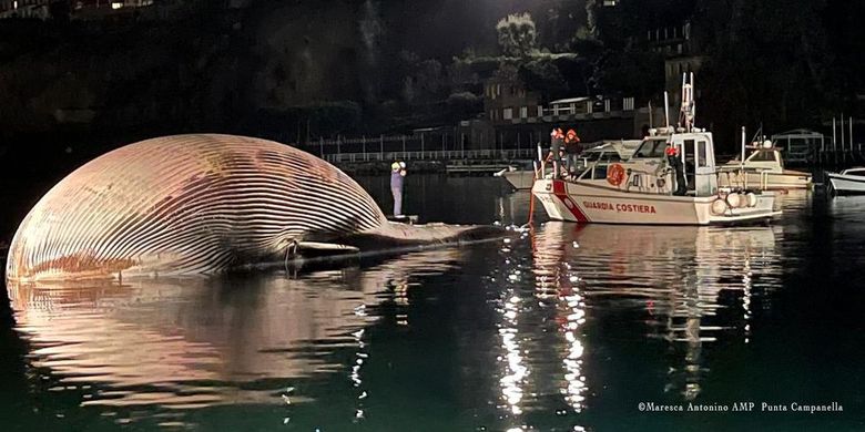 Paus sirip (Balaenoptera physalus) ditemukan mati di dekat pelabuhan Sorrento Italia awal pekan ini. Panjang paus itu diperkirakan sekitar 20 meter dan kemungkinan beratnya lebih dari 77 ton. Ini adalah salah satu bangkai terbesar yang pernah ditemukan di Laut Mediterania.