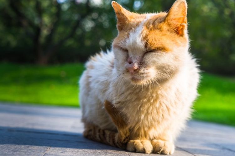 Posisi tidur cat loaf bermakna kucing masih tetap waspada meskipun menutup mata sejenak.