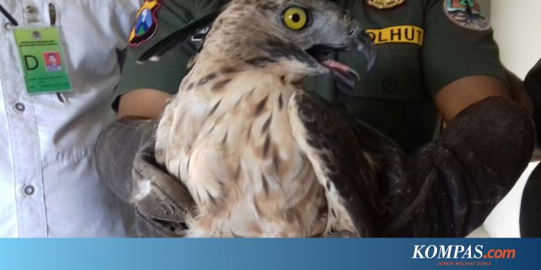 Belum Ada Izin Dari Presiden 3 Ekor Elang Jawa Diamankan