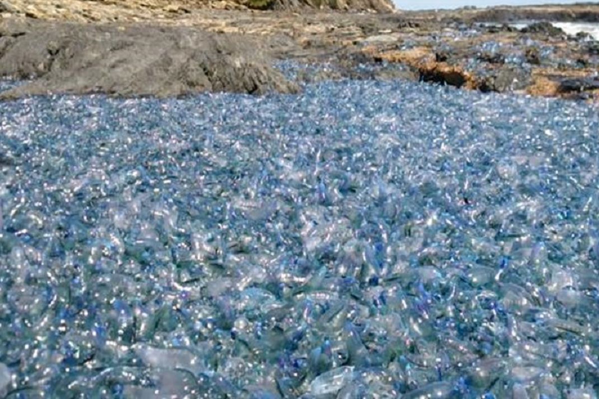 Ribuan ubur-ubur terdampar di pantai Barlings