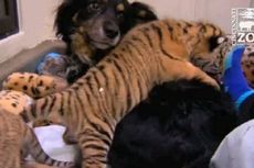 Anjing Gembala Australia Mengasuh Tiga Bayi Harimau