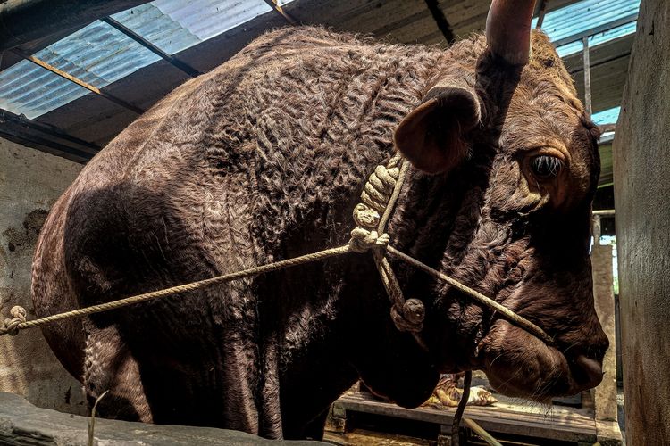 2 Sapi Terberat di Bandung Barat Dibeli Prabowo untuk Idul Adha, Bobot 1,3 dan 1,1 Ton