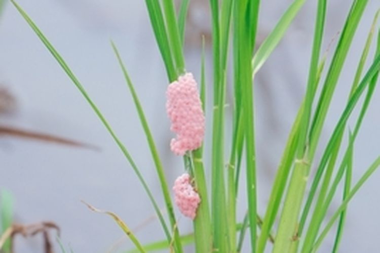 Telur keong mas pada persemaian padi