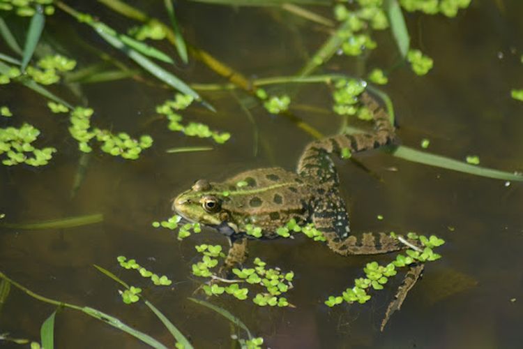 katak