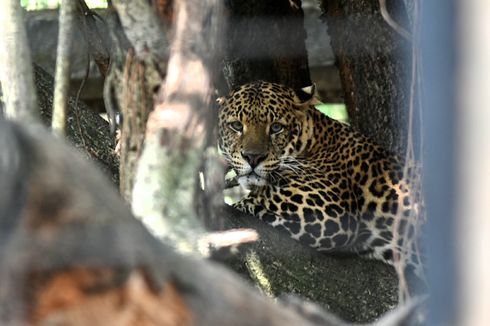 Krisis Kebun Binatang Daerah, Opsi Terakhir Sembelih Hewan untuk Pakan Hewan Lainnya