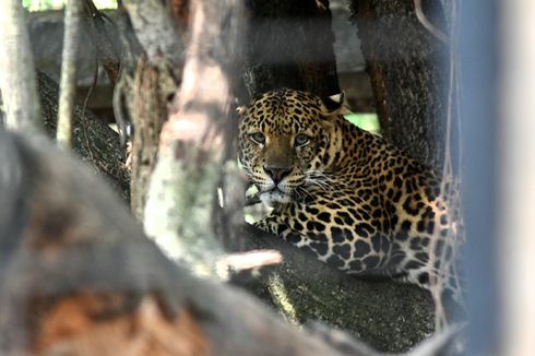 Klasifikasi Hewan Vertebrata dan Invertebrata