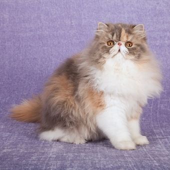 Ilustrasi kucing - Kucing Persia dengan pola warna bulu Dilute Calico.