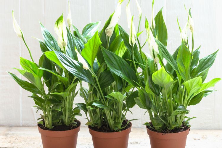 Ilustrasi tanaman peace lily.