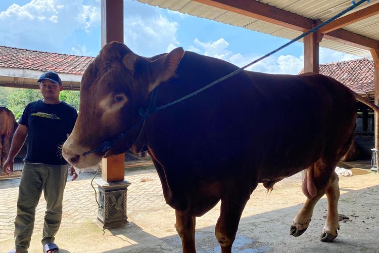 Inilah sapi limosin milik peternak asal Kabupaten Madiun, Jawa Timur yang akan dibeli Presiden Prabowo Subianto untuk dijadikan hewan kurban pada Hari Raya Idul Adha 1446 Hijriah.