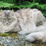 Cara Merawat Kucing Anggora agar Sehat dan Berbulu Cantik
