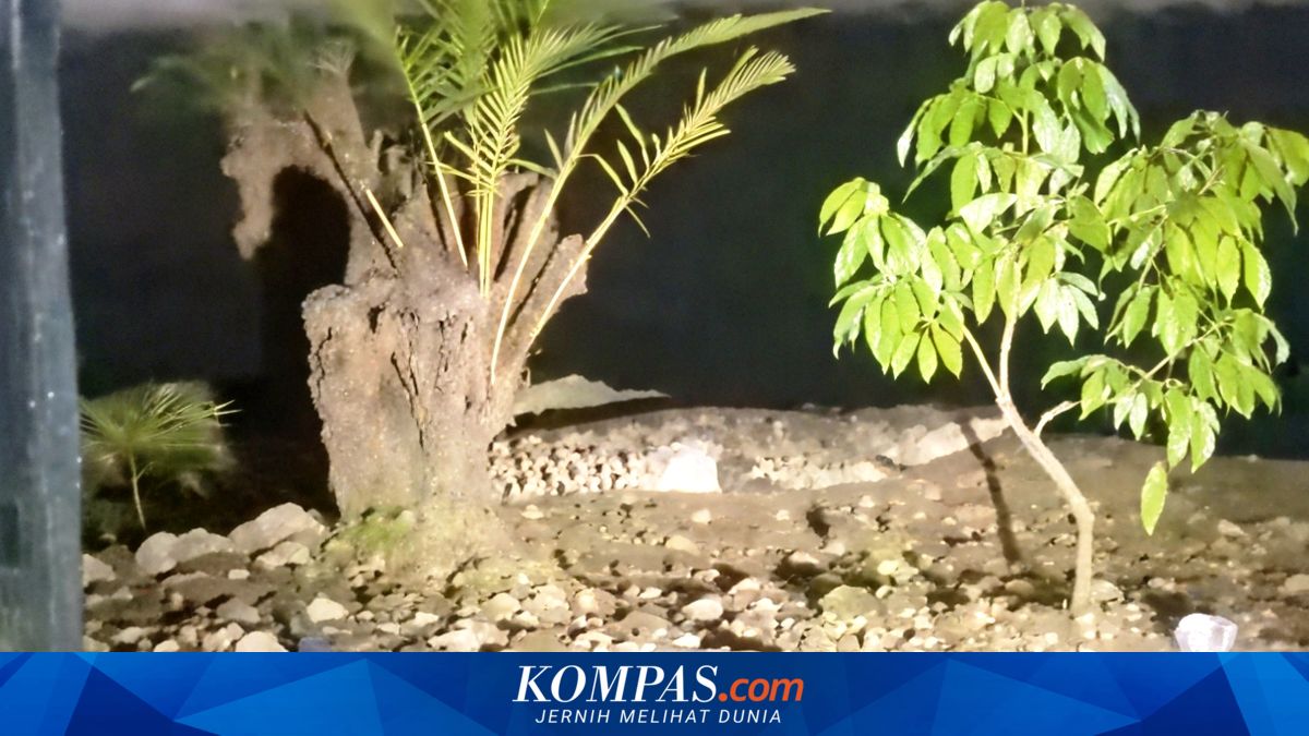 Dua Ekor Buaya Muncul dari Sungai di Bangkalan, Petugas Gabungan Pasang Perangkap ~TR

Klik untuk baca: