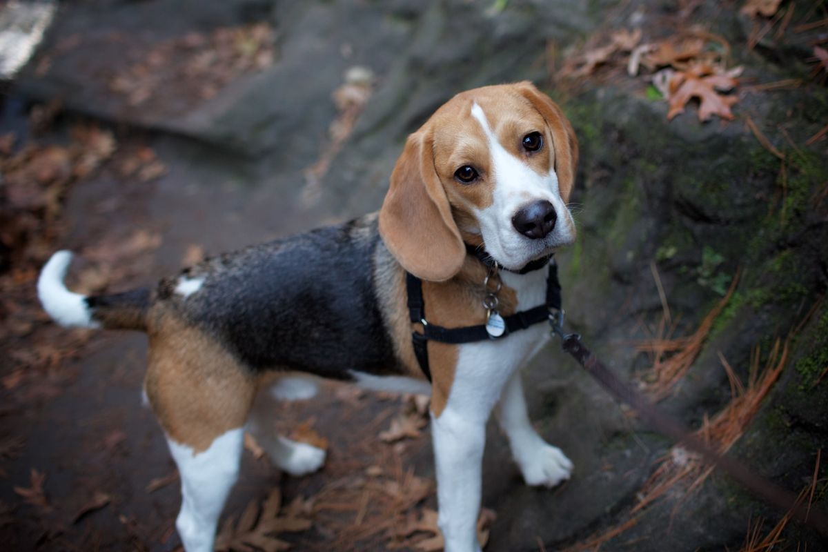 Ilustrasi anjing Beagle.