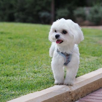 Ilustrasi anjing Maltese.