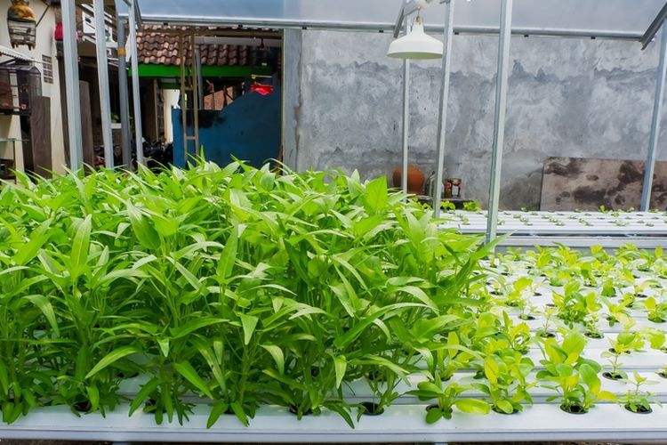 Ilustrasi menanam kangkung hidroponik.