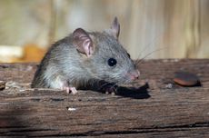 Cara Mencegah dan Mengusir Tikus dari Taman