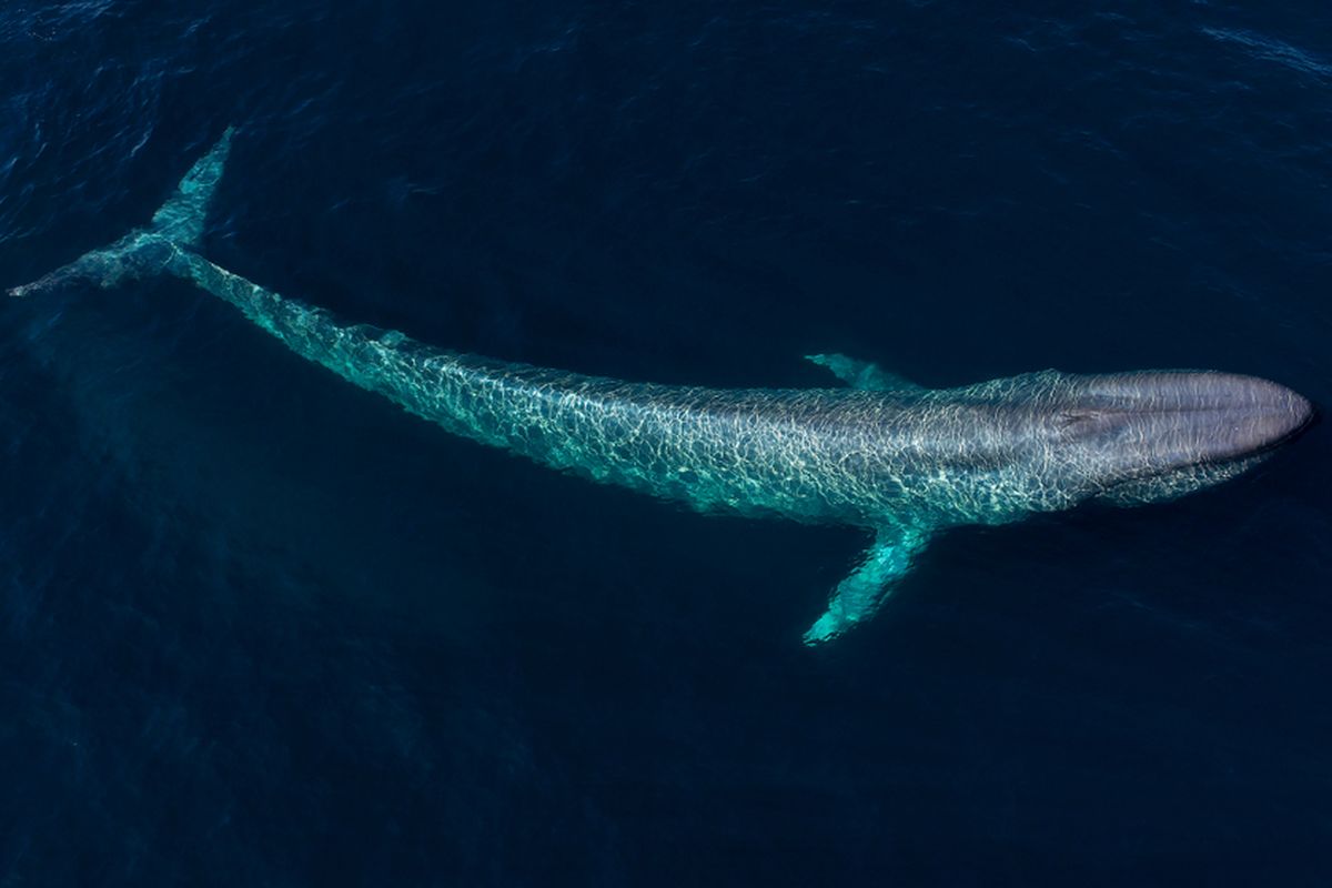 Ilustrasi paus biru