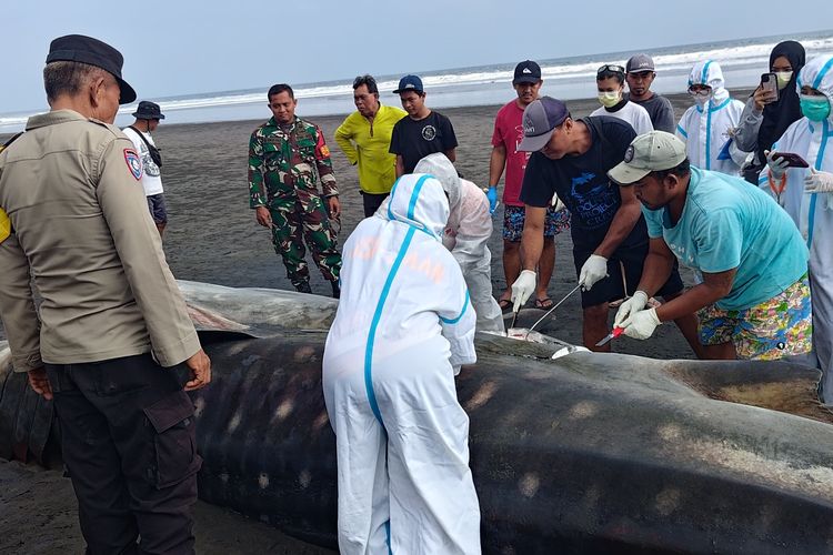 Sempat Terdampar, Bangkai Hiu Paus 8 Meter di Jembrana Dikuburkan Usai Nekropsi