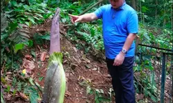 Besok, Bunga Bangkai Raksasa Langka Diprediksi Mekar di Kebun Raya Bogor
