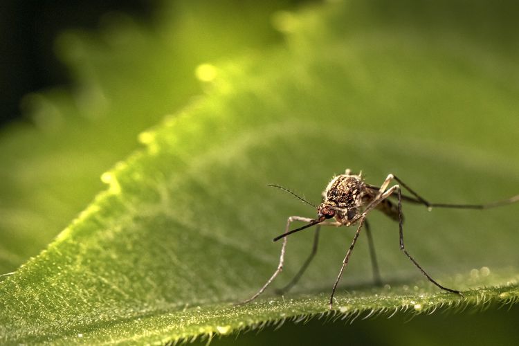 Untuk Pertama Kalinya, Nyamuk Ditemukan Hidup di Islandia, Diduga Akibat Perubahan Iklim
