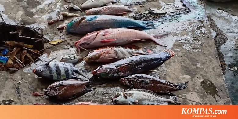 Ikan Mati dan Air Laut Berubah Coklat di Maluku Utara, Ini Kata KKP - Kompas.com - KOMPAS.com