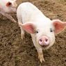 Ilmuwan Jerman Akan Membiakkan Babi Modifikasi sebagai Donor Jantung bagi Manusia