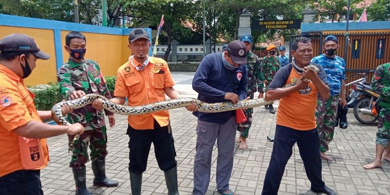 Cara Menangani Ular Yang Sering Masuk Permukiman Saat Banjir Halaman All Kompas Com