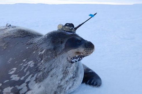Ilmuwan Gunakan Anjing Laut untuk Melacak Kehidupan di Bawah Es Antartika, Kok Bisa?