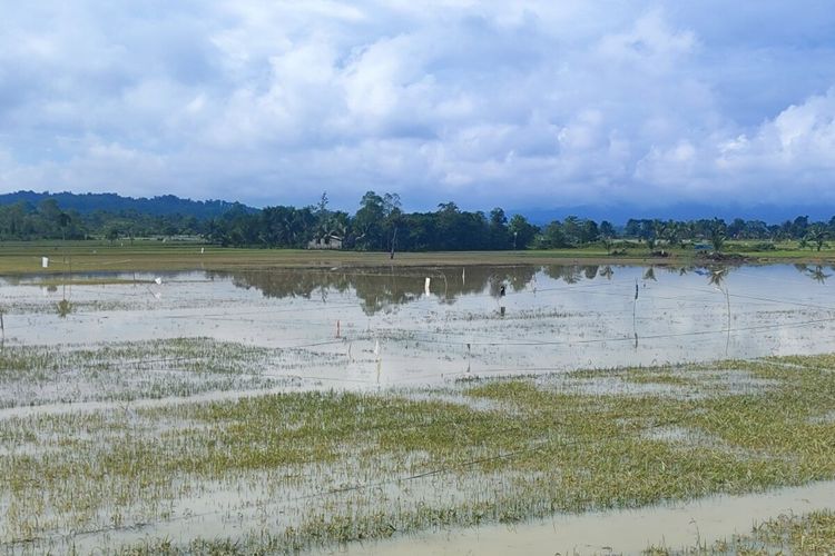 Berita Terkini Harian Gagal Panen Terbaru Hari Ini - Kompas.com