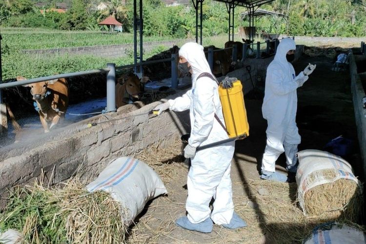 Petugas menyemprot disinfektan di lokasi kandang sapi yang terindikasi terjangkit PMK di Desa Lokapaksa, Kecamatan Seririt, Kabupaten Buleleng, Provinsi Bali.