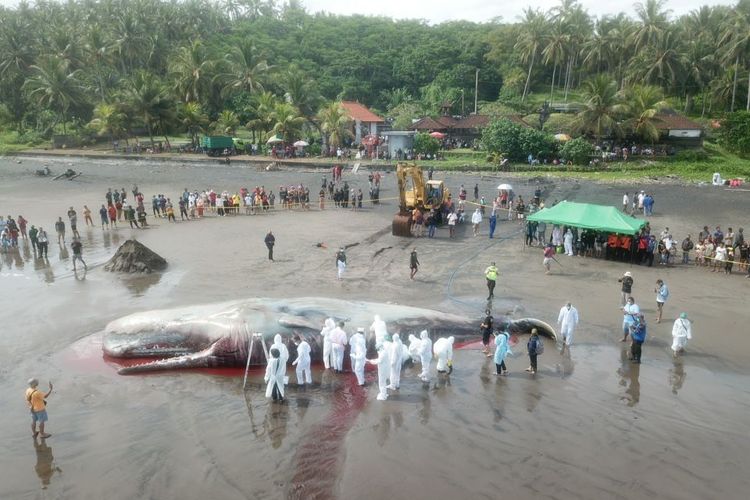 Petugas melakukan pemeriksaan nekropsi bangkai paus yang terdampar di pesisir Pantai Yeh Leh, Desa Pengeragoan, Kecamatan Pekutatan, Kabupaten Jembrana, Provinsi Bali, Minggu (9/4/2023).