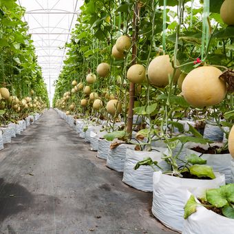 Ilustrasi menanam melon di greenhouse.