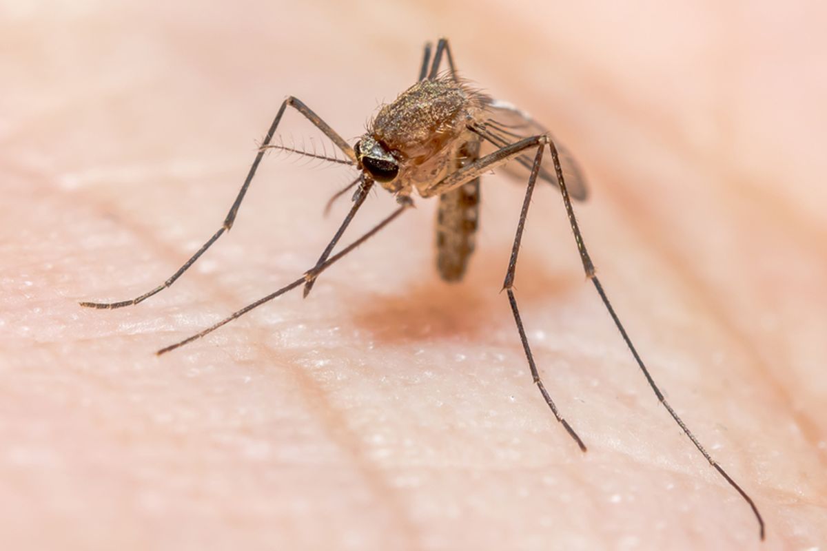 Ilustrasi nyamuk Anopheles, penyebab penyakit malaria