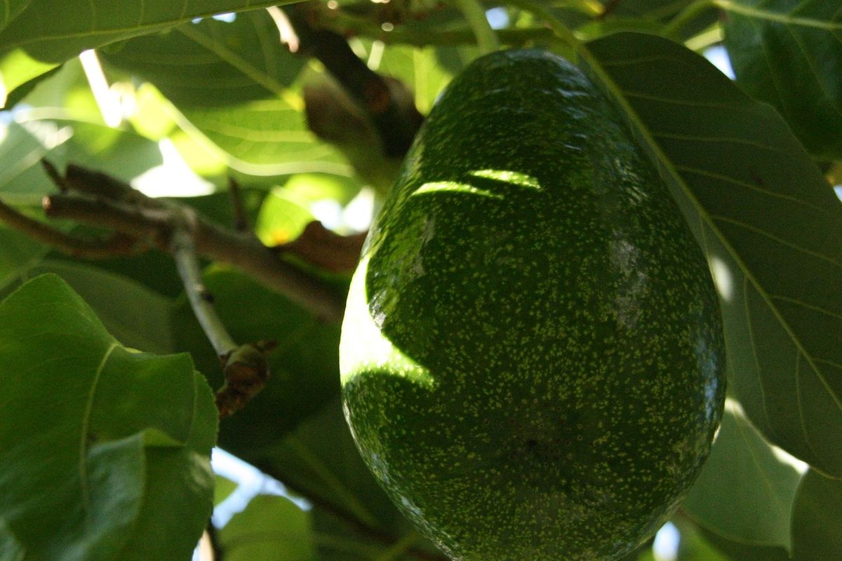 Ilustrasi buah alpukat di pohon, pohon alpukat, menanam alpukat.