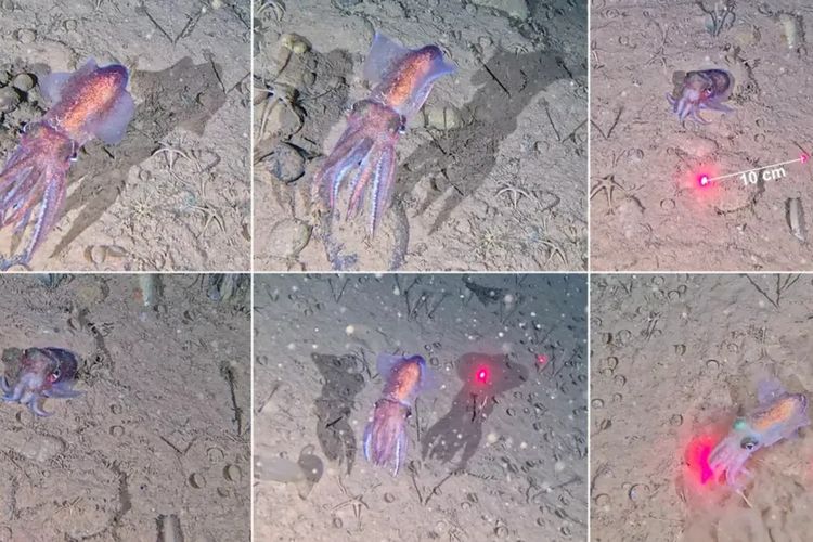 Pertama Kalinya, Cumi Bobtail Arktik Ditemukan Bawa Telur di Suhu Beku Greenland