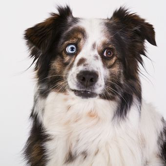 Ilustrasi anjing Australian shepherd. 