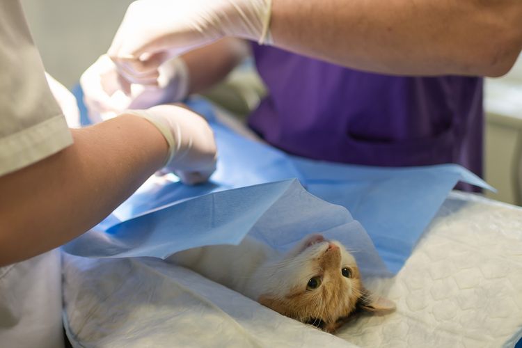 Ilustrasi kucing di dokter hewan. 