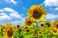 Manfaat Bunga Matahari, dari Biji hingga Daunnya