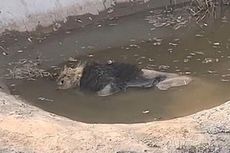 Viral Video Singa Mati Mengapung, Kebun Binatang China: Hanya Istirahat