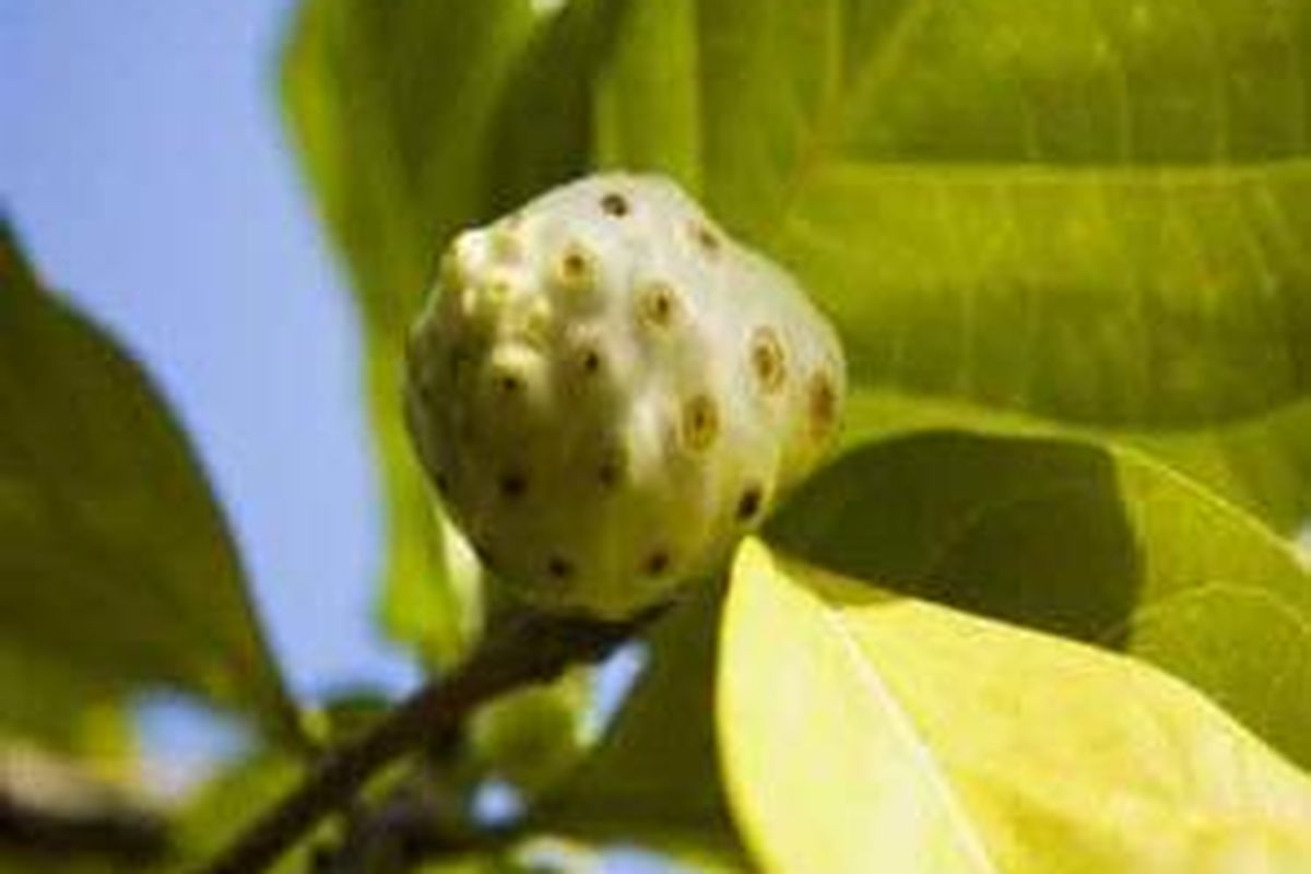 Buah mengkudu yang banyak khasiat. 