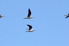 Yuk, Menghitung Burung Pantai di Gorontalo